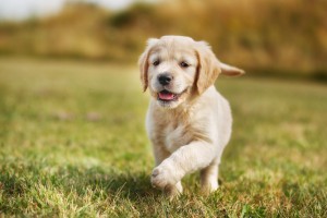 shutterstock_218749363