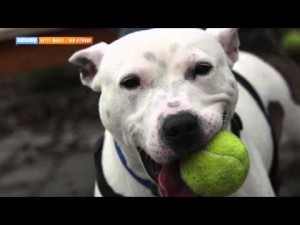 Your New Pet Dog Could Cost You $50,000