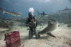 shark proof cost sharksuit neptunic