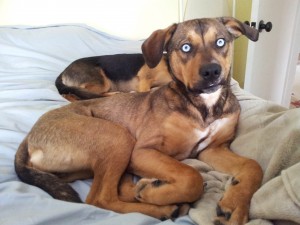 save money on dog food