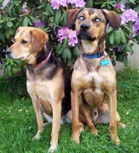 save money on dog food by combining methods