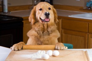 save money on dog food make your own