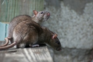 home maintenance tasks save money rodents