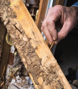 termites save money home maintenance