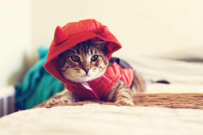 choosing pet Halloween costumes for cats