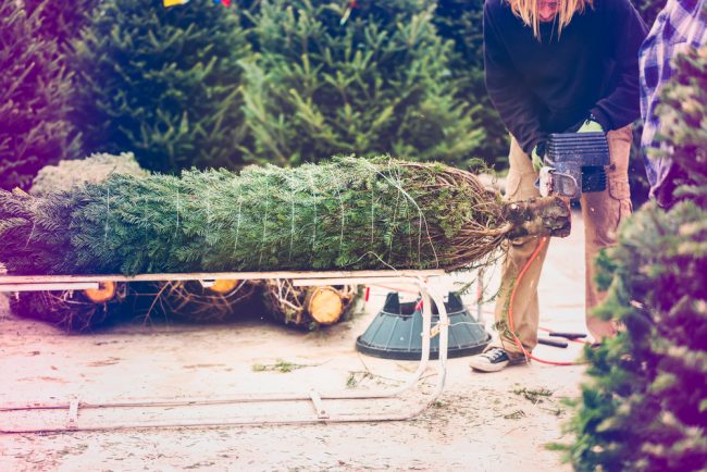 Live cheap Christmas trees