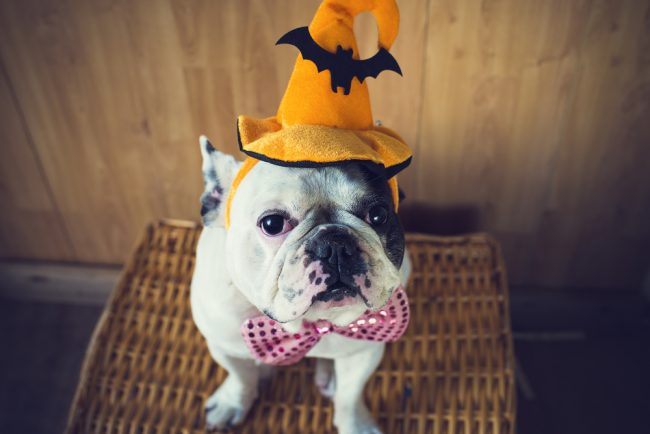pet Halloween costumes