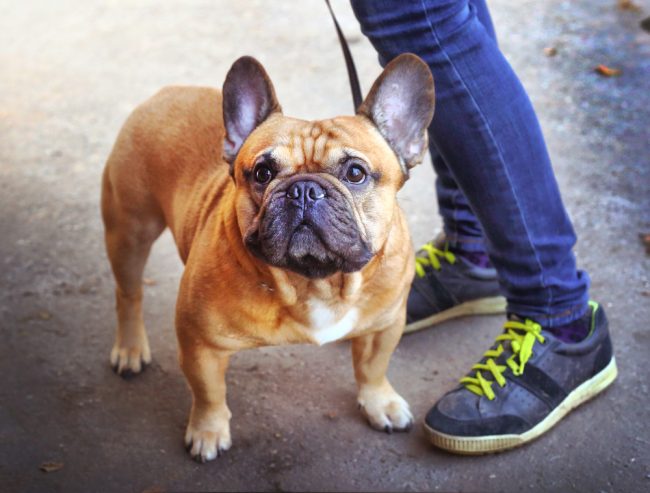 pet sitting jobs for teens