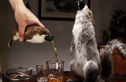 most expensive beer
