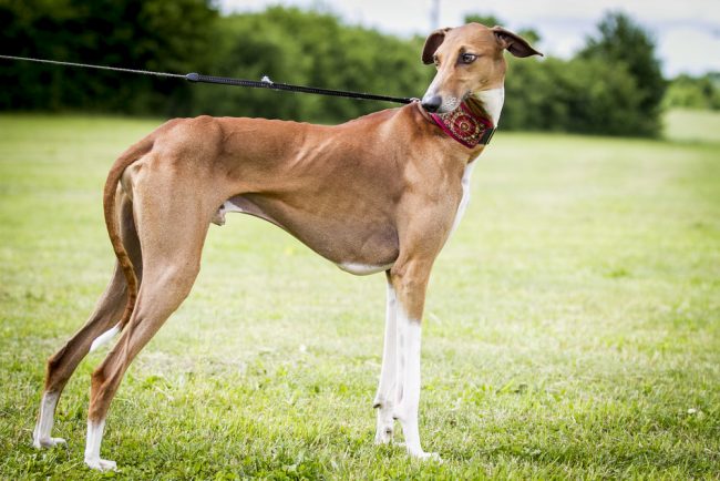 most expensive dog breed in the world