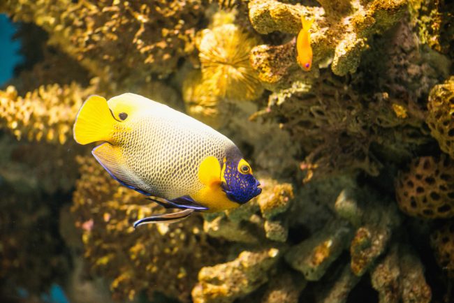 most expensive fish angelfish
