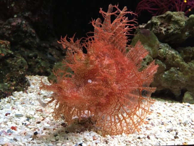 most expensive fish scorpionfish