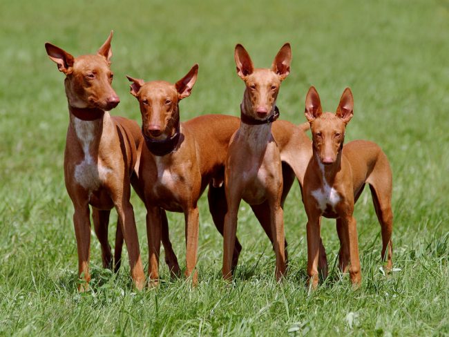 most expensive dog breed
