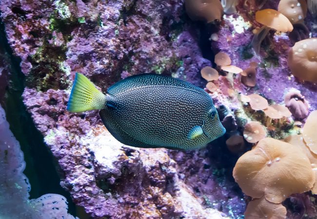 most expensive fish to keep
