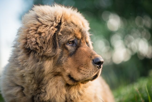 most expensive dog breed Tibetan Mastiff 
