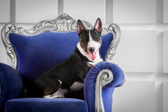 most expensive dog breeds mini bull terrier
