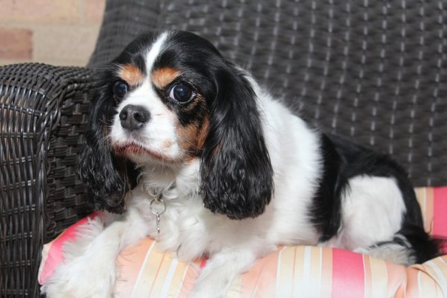 most expensive dog breeds
