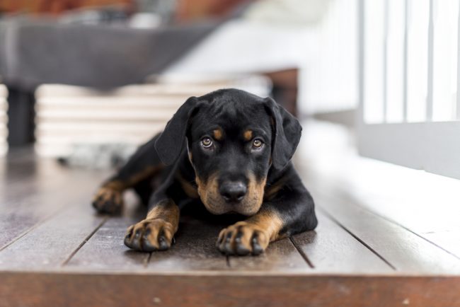 most expensive dog breeds 