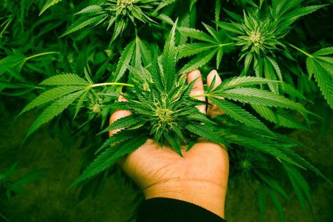 best marijuana stock picks