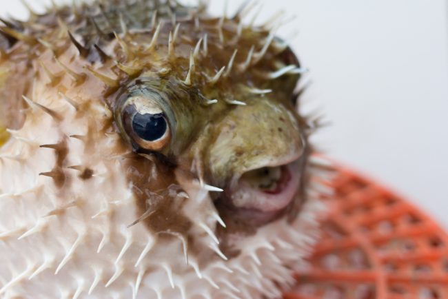 most expensive fish fugu