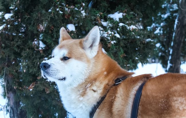 most expensive dog breeds akita