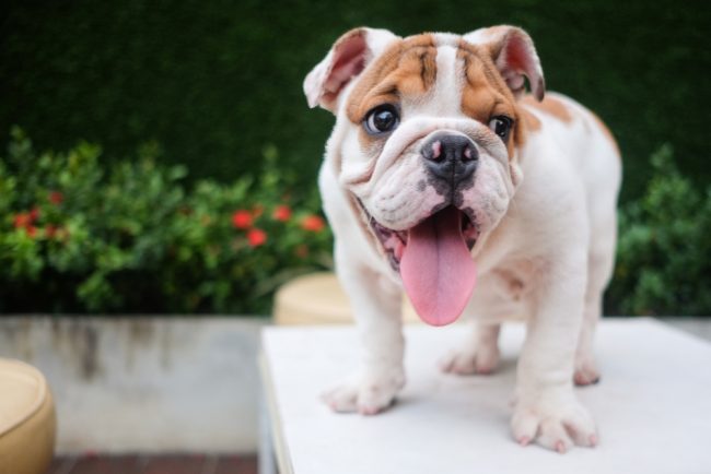 most expensive dog breeds English Bulldog
