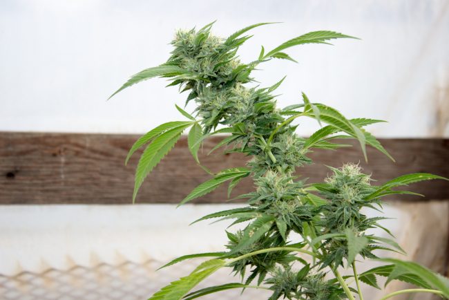 what are the best marijuana stocks