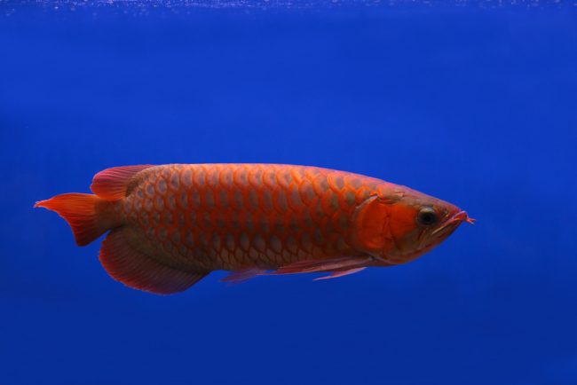 most expensive fish