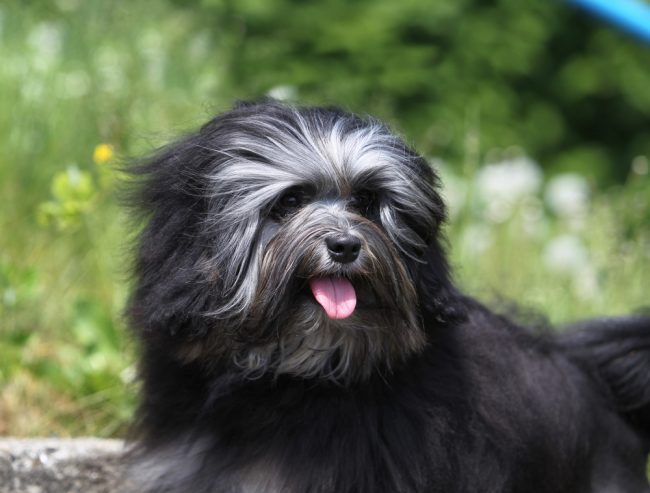 most expensive dog breeds lowchen