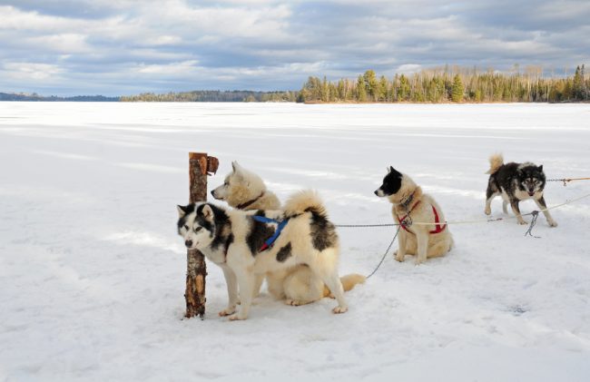 most expensive dog breeds